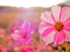 秋桜畑