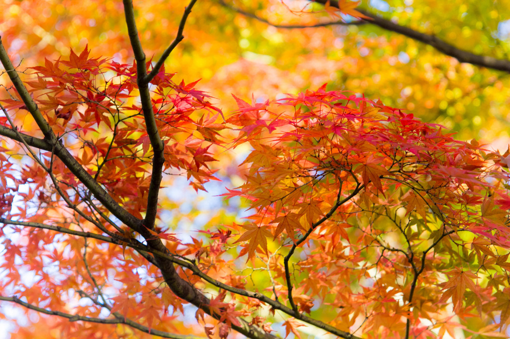 紅葉