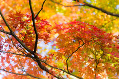 紅葉