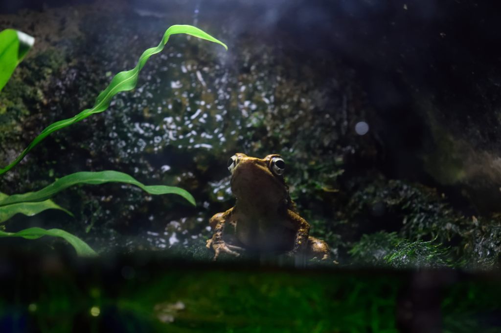 美ら海水族館　カエル