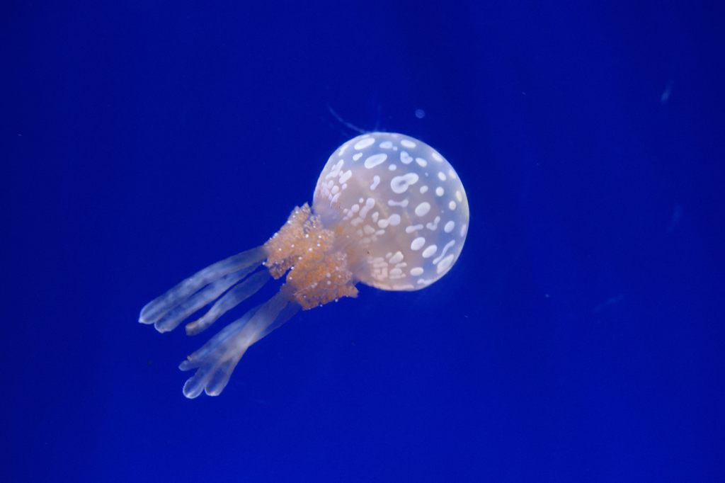 美ら海水族館　タコクラゲ