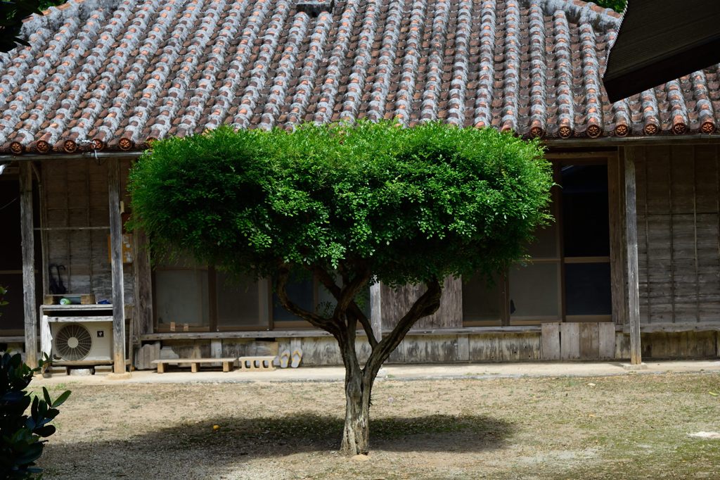 フクギ並木　木と民家