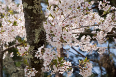 大町の桜