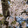 大町の桜