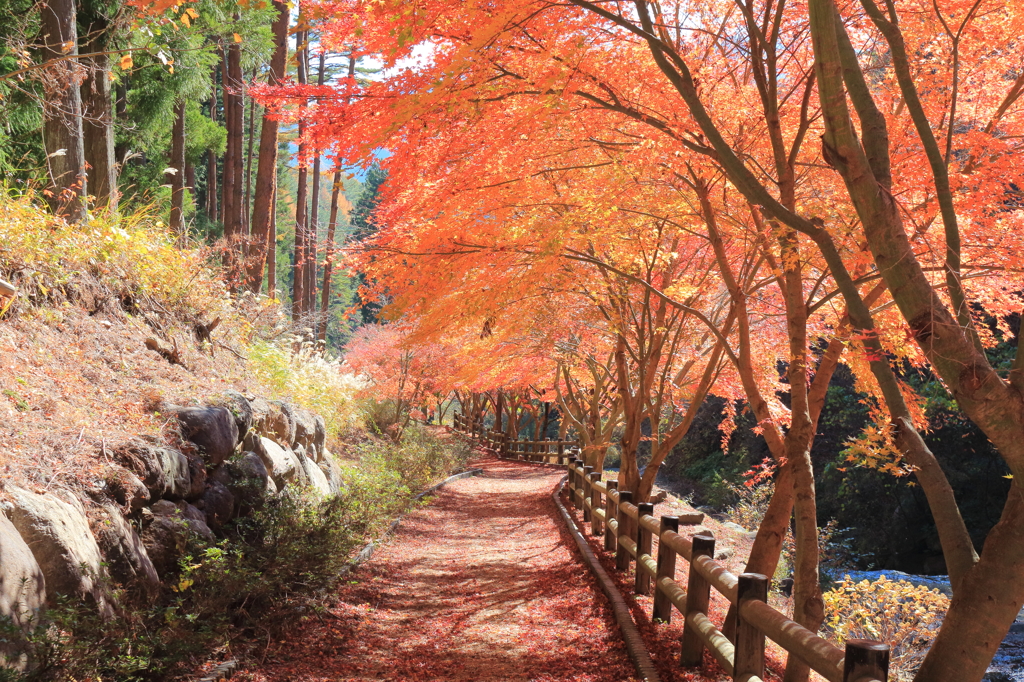 紅葉うらら