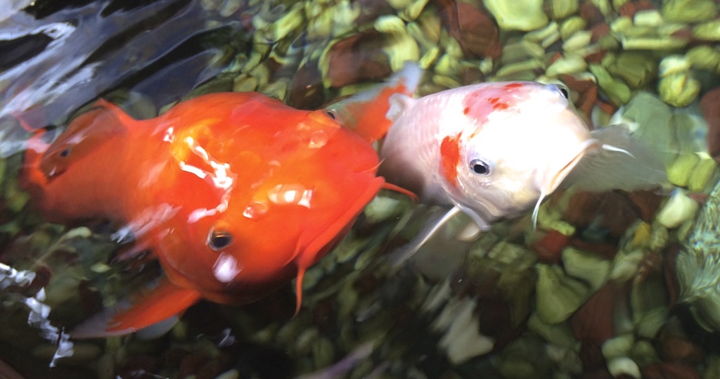 双魚（ふたぎょ）