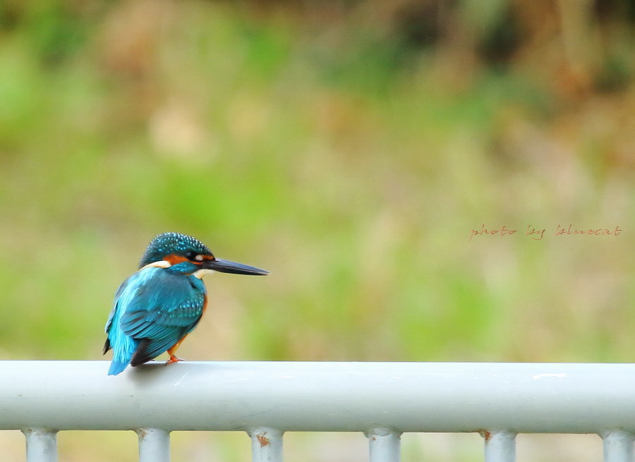 カワセミ
