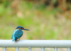 カワセミ