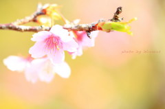 寒緋桜