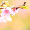 寒緋桜