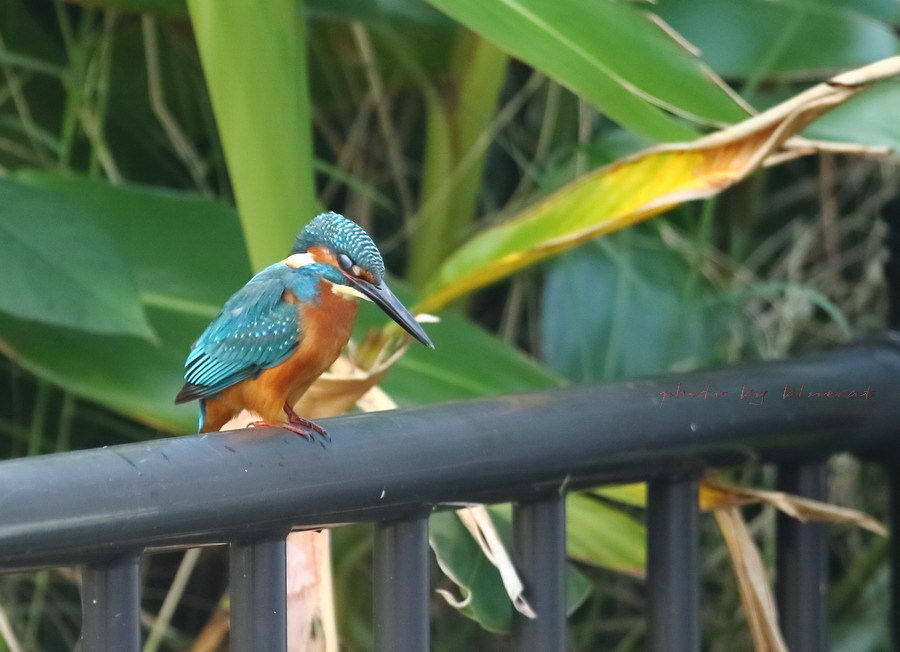 カワセミの瞬膜