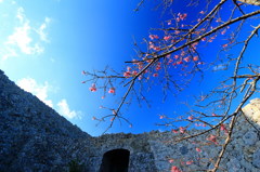 桜と世界遺産