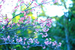 寒緋桜