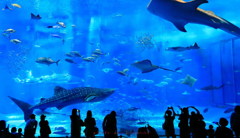 沖縄美ら海水族館