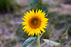 20150807-0003