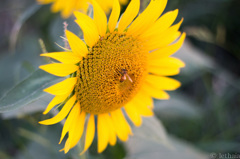 20150807-0001