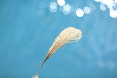 DPP_0007