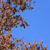DPP_0037