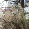 DPP_0005