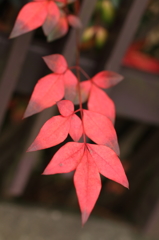 DPP_00000005