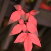DPP_00000005