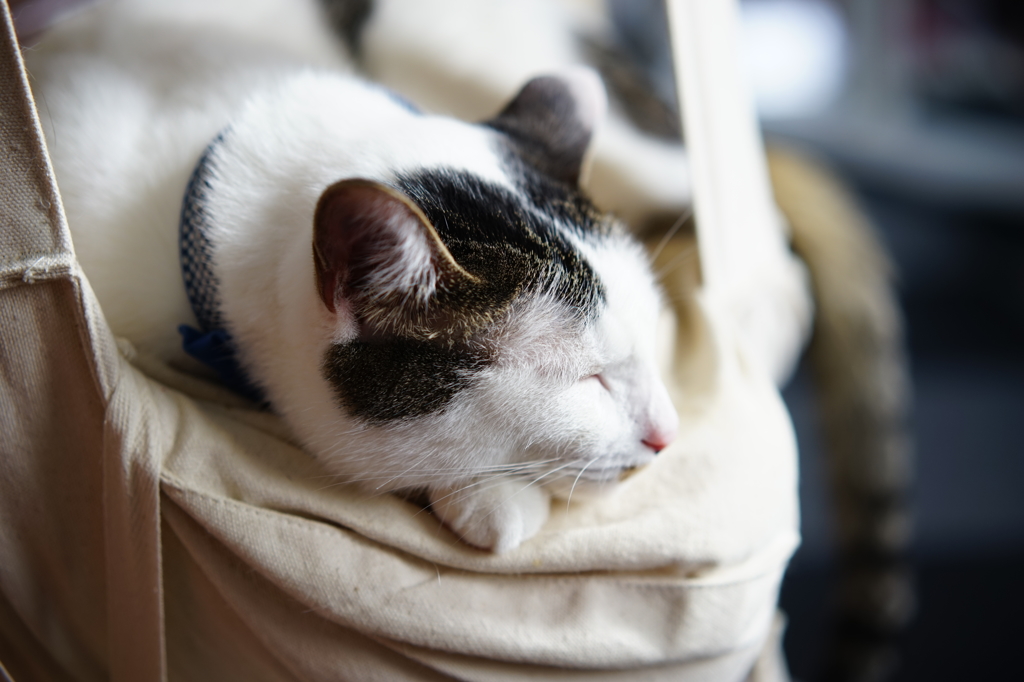 いねむり猫