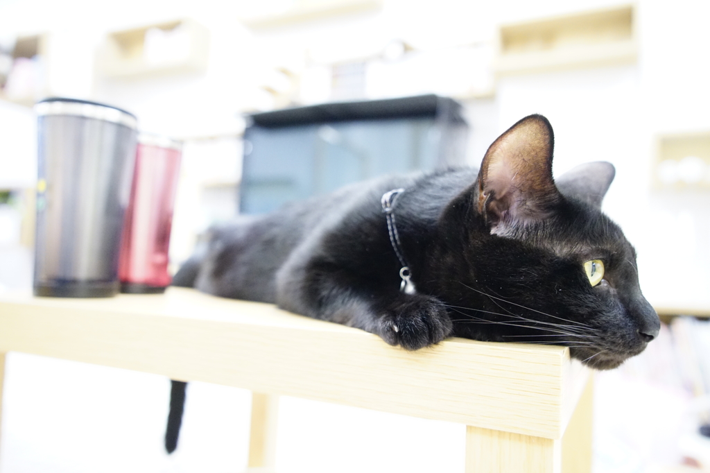 びろーん猫
