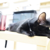 びろーん猫