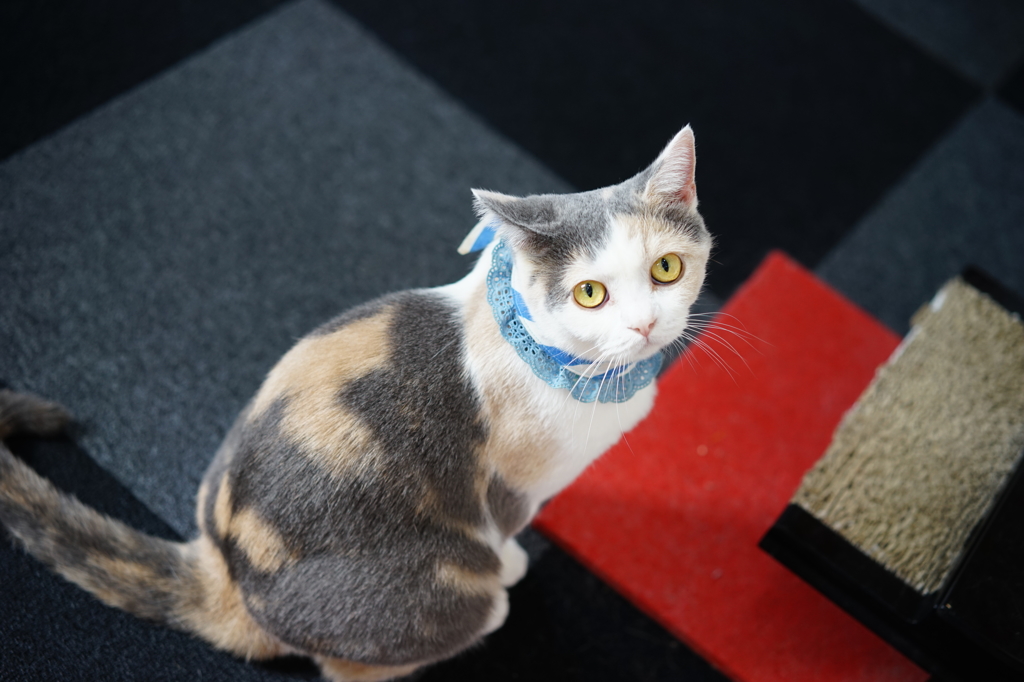 猫カフェにて