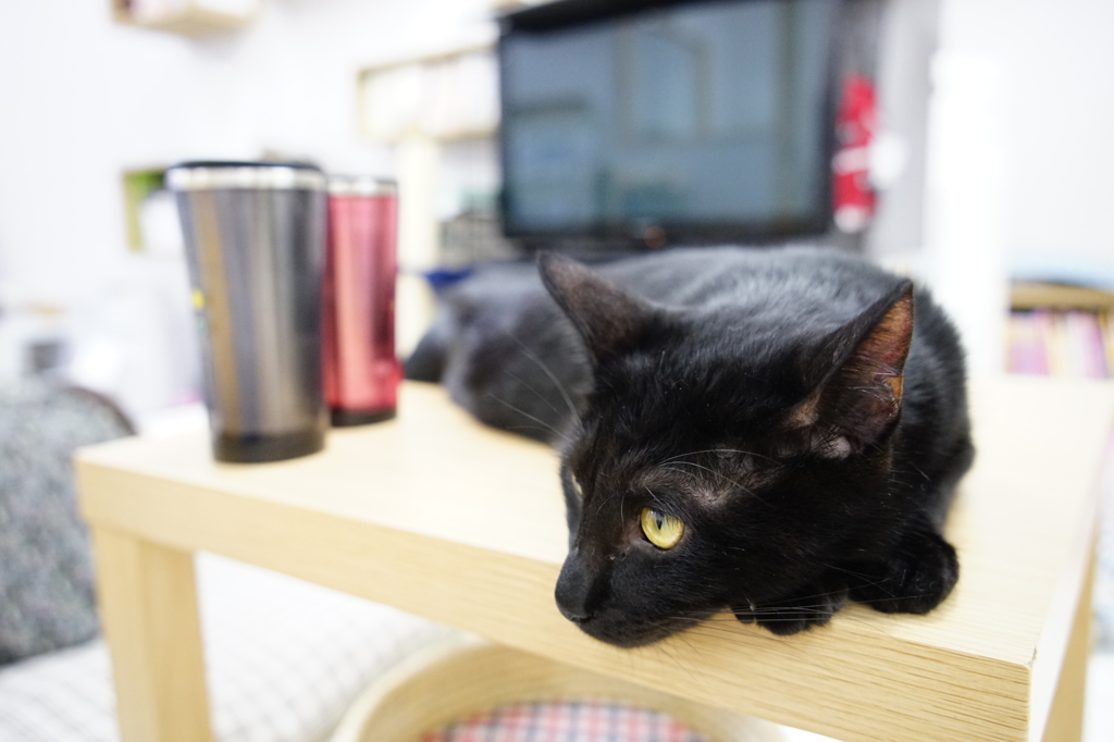 なでてください