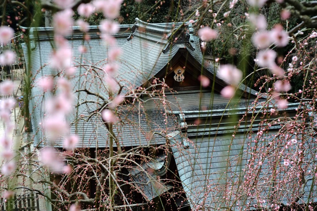 大県神社の枝垂れ梅