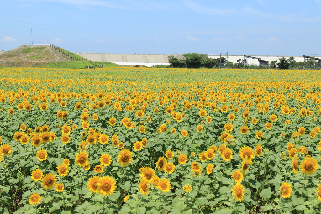 ひまわり園④