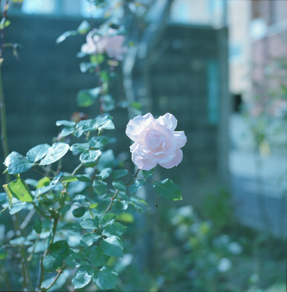 はな