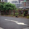 ねこヤン