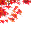 紅葉１