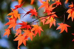 紅葉