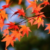 紅葉