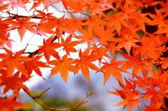 紅葉真っ盛り