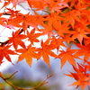 紅葉真っ盛り