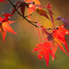紅葉３