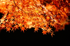 紅葉ライトアップ