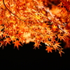 紅葉ライトアップ