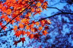 空と紅葉