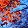 空と紅葉