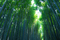 夏の竹林