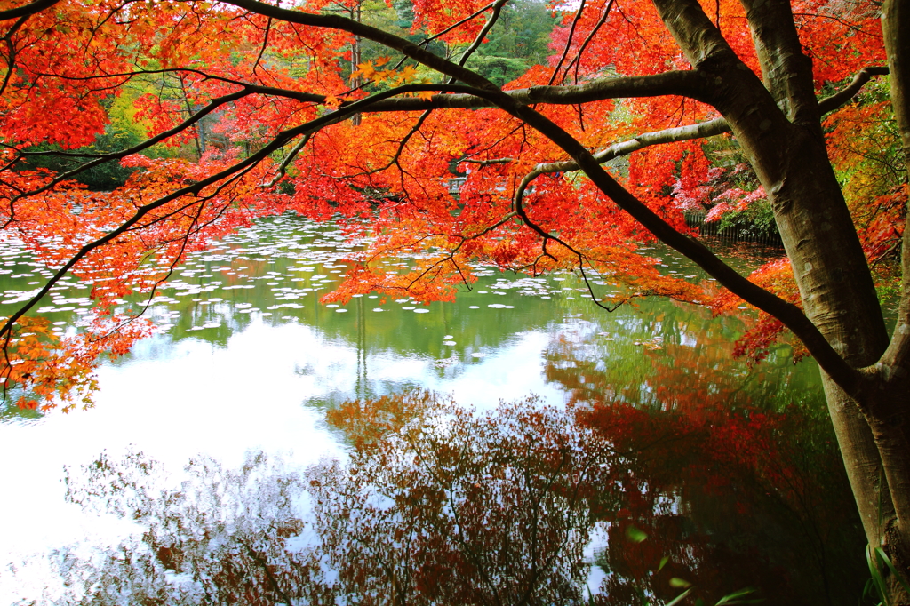 水面の紅葉