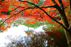 水面の紅葉