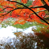水面の紅葉