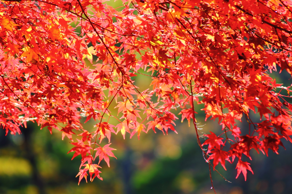 透け紅葉