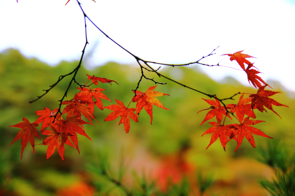 散り紅葉